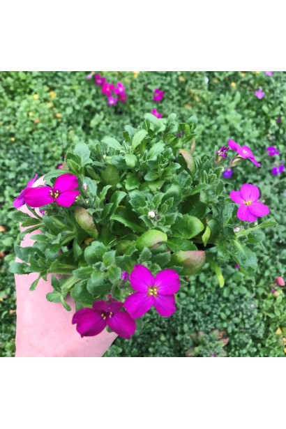 Обриета гибридная Каскад Ред